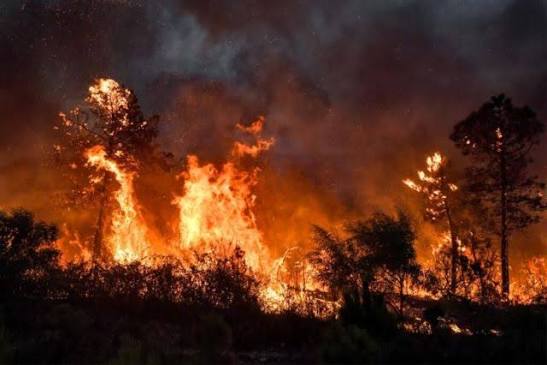 Algérie : pourquoi les incendies reviennent-ils avec une telle intensité ?